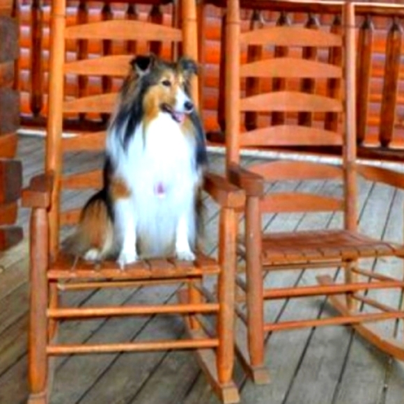 Meet your Posher, Lacey - Picture 1 of 1